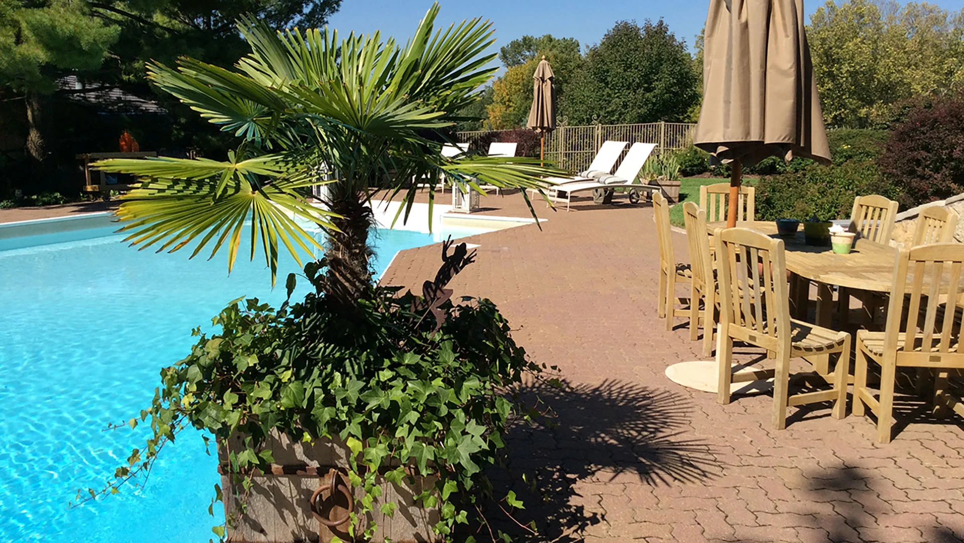 A potted palm tree placed on a paved patio next to a pool in Bennington, NE. 