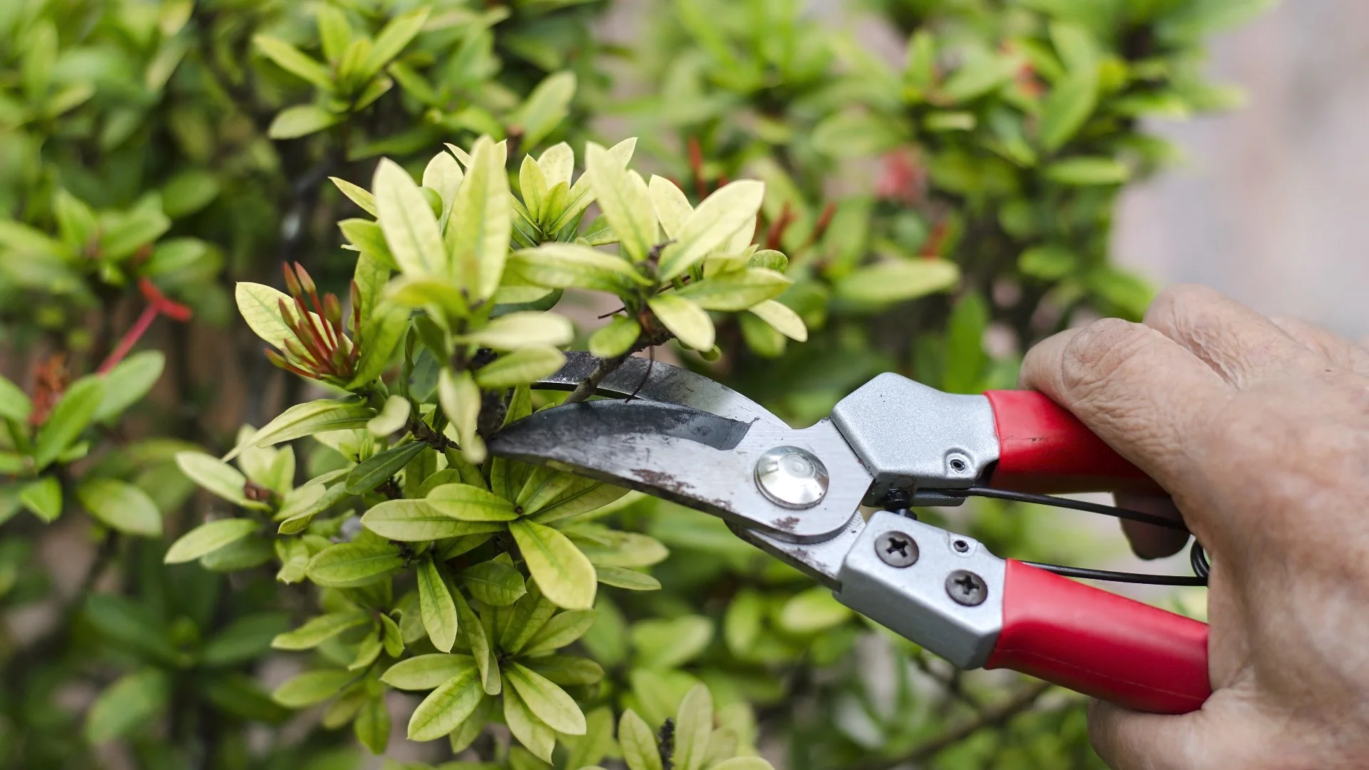 Is There a Difference Between Trimming & Pruning Plants?