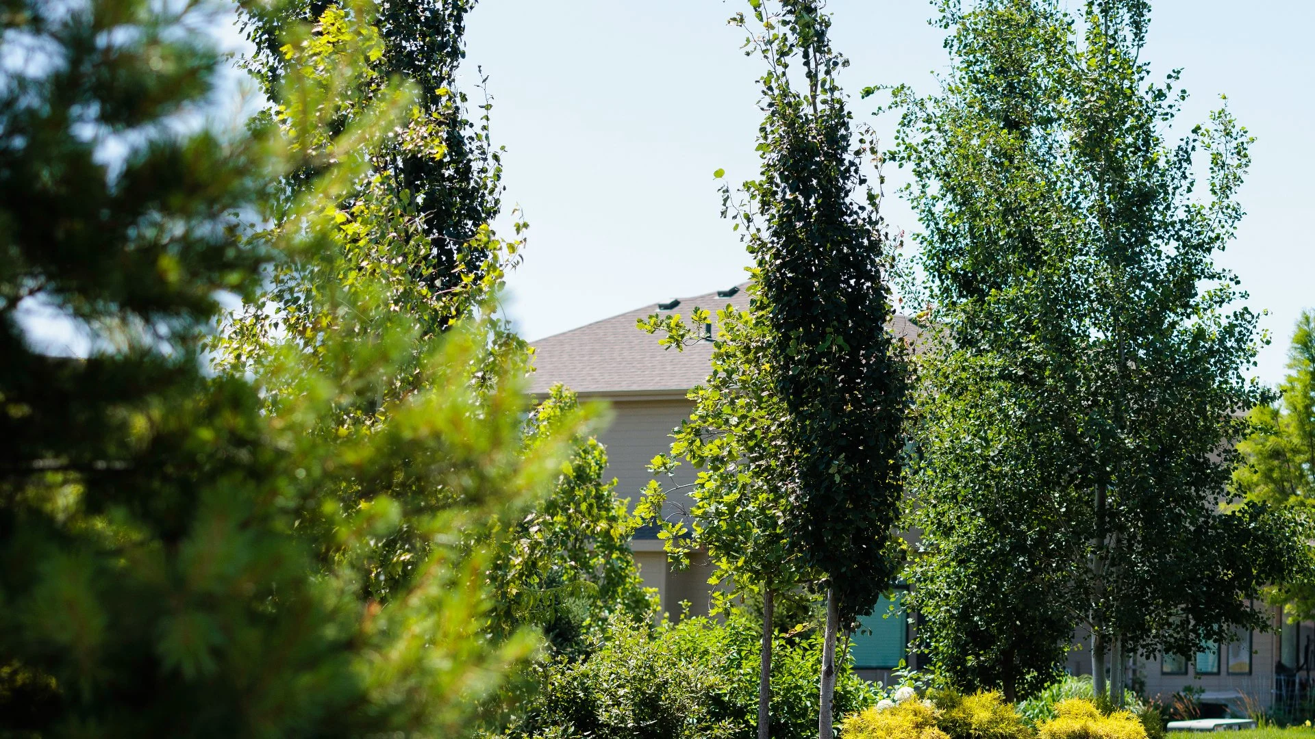 Pruning Is the Secret to Healthy, Thriving Plants
