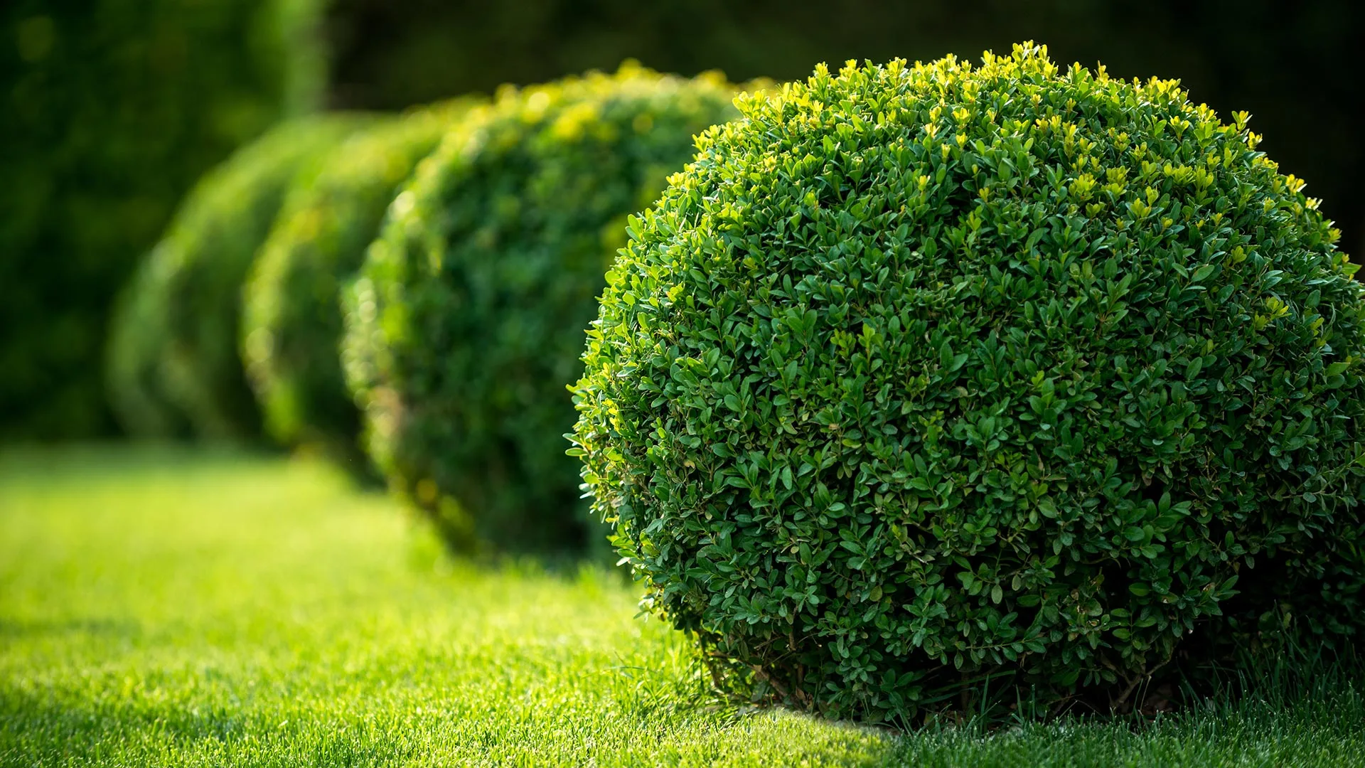 A row of well maintained shrubs on a property in La Vista, NE. 