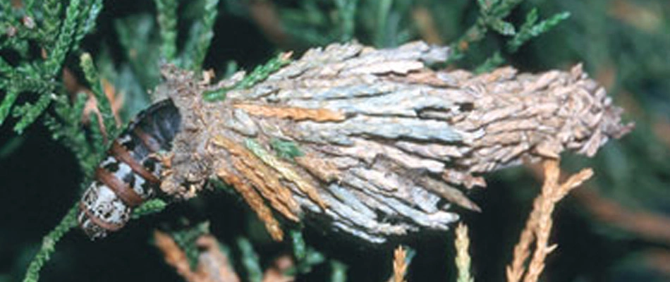 Bagworms & Your Landscape