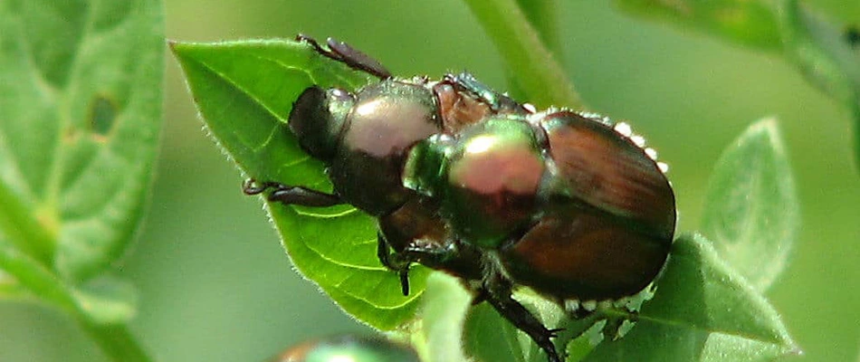 The Battle of the Beetle