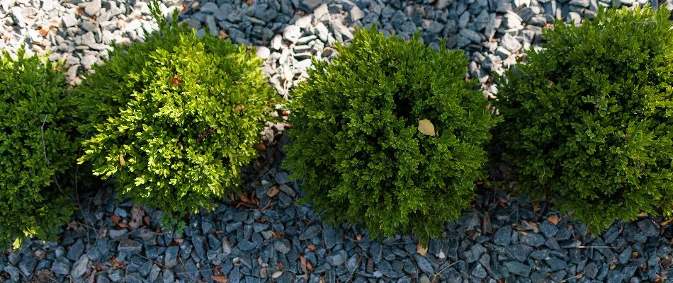 A rock landscape bed in Omaha, NE, with four shrubs.
