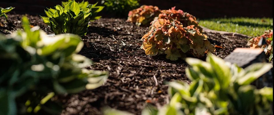 Plants in a landscape in Omaha, NE, with brown mulch.