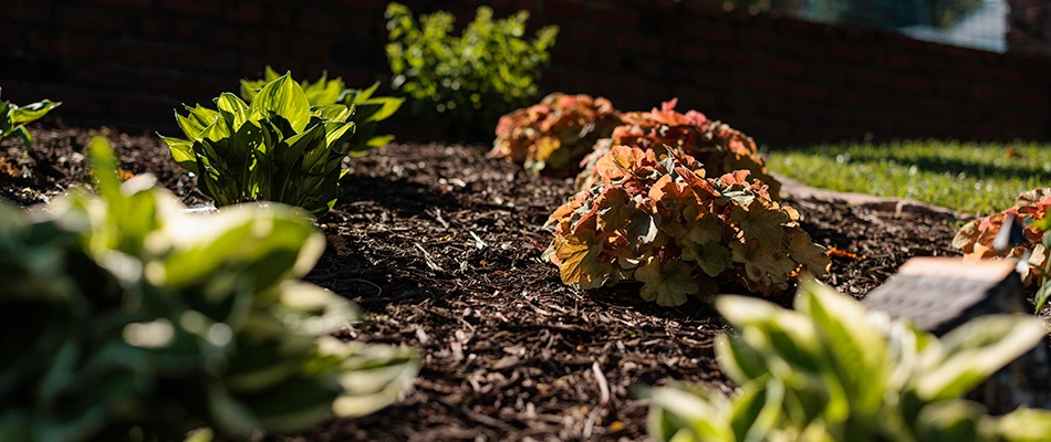 Mulch and plantings installed for a landscape bed in Chalco, NE.